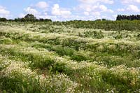 Field of Chamaemelum nobile - Chamomile - grown in rows