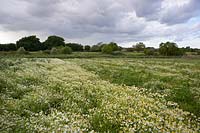 Field of Chamaemelum nobile - Chamomile  - with countryside beyond 
