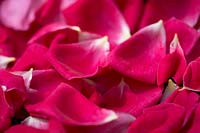 Separate petals of Rosa - Rose - lying on top of each other