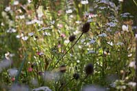 Dipsacus fullonum - Teasel - flowerheads amongst wild flowers
