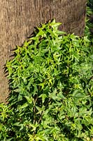 Hedera helix 'Dyinni' - Common Ivy