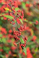 Cotoneaster hylmoei