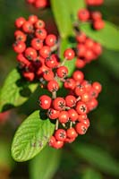 Cotoneaster hylmoei