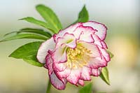 Helleborus Ashwood Garden Hybrids - Hellebore, raspberry ripple coloured double 