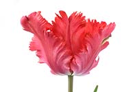 Tulipa 'Erna Lindgreen' - Tulip  Parrot Group  