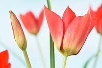 Tulipa linifolia 'Red Gem' - Batalinii Group