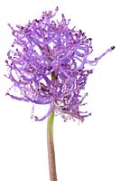 Muscari comosum  'Plumosum' - Feather grape hyacinth  