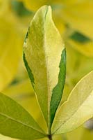 Partial reversion of leaf colour to green Choisya ternata - Sundance 'Lich' - Mexican orange
