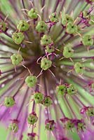 Allium hollandicum 'Purple Sensation' - Ornamental Onion, seed pods forming  