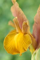 Iris 'Bronze Queen' - Dutch Iris  