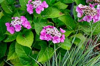 Hydrangea - Lacecap - pink flowers
