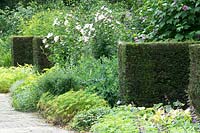 Hedge dividers, Hibiscus and groundcover by path 