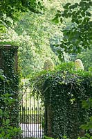 Classic iron gate and wall covered with Hedera - Ivy 