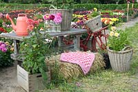 Table decorated with wicker baskets filled with Dahlia, hay bale bench and bicycle, field of dahlias beyond 