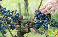 Picking Vitis vinifera - Grape -  in a vineyard