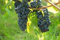 Vitis vinifera - Grape Vine with mature bunches of fruit 