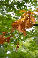 Quercus rubra - Red Oak - tree leaves 