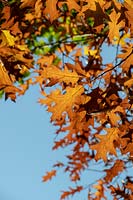 Quercus rubra - Red Oak - leaves against blue sky