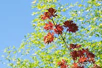 Looking up at branch of Acer japonicum 'Aconitifolium' - Downy Japanese Maple - blue sky