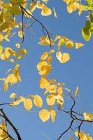 Cladrastis kentukea - Kentucky Yellow Wood - foliage against a blue sky