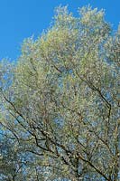 Salix alba var. sericea - Silver Willow - against a blue sky
