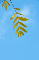 Juglans ailantifolia var. cordiformis - Heartseed Walnut o Japanese Walnut -foliage against a blue sky