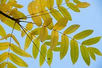 Juglans ailantifolia var. cordiformis - Heartseed Walnut or Japanese Walnut -foliage against blue sky