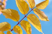 Picrasma quassioides - Quassia Tree - red stems and yellow foliage against blue sky