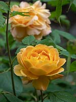 Rosa 'Golden Celebration' - Rose