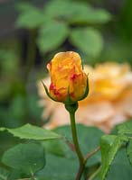 Rosa 'Golden Celebration' - Rose - single bud