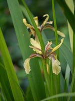 Iris foetidissima - Stinking Iris 