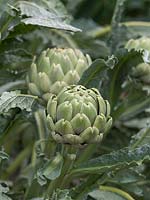 Cynara cardunculus var. scolymus - Globe Artichoke - flower bud
