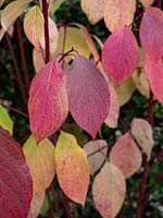Cornus leaves in autumn colour - Kesselringii - dogwood - dark red black stems.