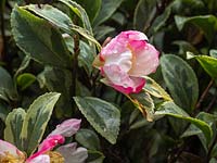 Camellia sasanqua variegata - winter flowering evergreen shrub.