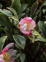 Camellia sasanqua variegata - winter flowering evergreen shrub.