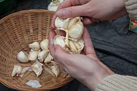 Splitting up garlic corms prior to planting. Garlic 'Marco'.