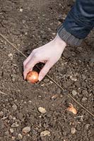 Planting out shallots, using a line. Shallot 'Red Sun'.
