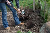 Planting a blackcurrant, digging planting hole. Blackcurrant 'Ben Lomond'.