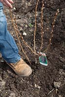 Planting Blackcurrant 'Ben Lomond'- firming the soil around plant using boots