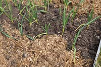 Overwintered garlic plants by layers of a farmyard manure mulch - Spring