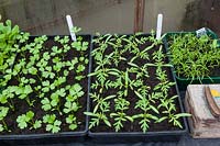 Pricked out seelings of Celery 'Green Sleeves' and Cosmos 'Brightness Mixed' in a greenhouse - Spring
