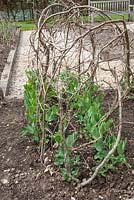 Young pea plants growing through pea stick supports, pea 'Kelveden Wonder'.
