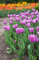 Large planting of tulips in central bed, Tulipa 'Violet Beauty'.
