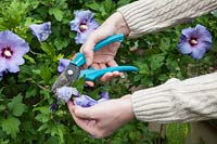 Using secateurs to deadhead Hibiscus 'Oiseau Bleu'