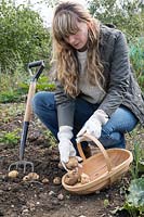 Digging up Potato 'Home Guard', and placing potatoes in trug on an allotment