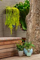 Detail of a tree growing through a multileveled timber deck with in built timber bench seat featuring a group of glazed ceramic pots a Rhipsalis in a hanging basket and a large Staghorn mounted onto a painted brick wall.