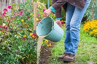 Woman watering newly planted bare root Wallflowers with bucket.