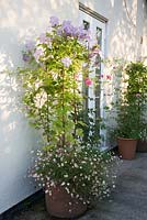 Containers with Clematis Rosa and Erigeron karvinskianus by back door.