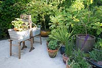 A patio with containers and pots including a salvaged mangle Planting of Acer Quercus Fatsia Lilium Geranium Salvia.