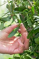 Showing leaves of the Mistletoe in the olive tree.